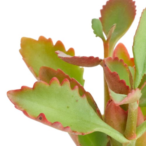 Tugelacliff kalanchoe 2in Standard DETAIL 1