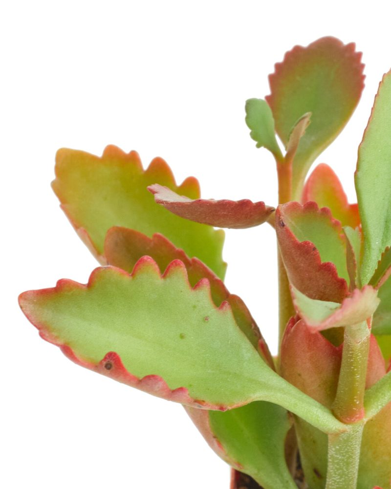 Tugelacliff kalanchoe 2in Standard DETAIL 1