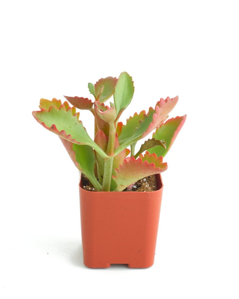 Tugelacliff kalanchoe 2in Standard MAIN