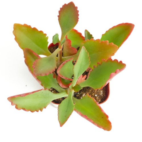 Tugelacliff kalanchoe 2in Standard OVERHEAD