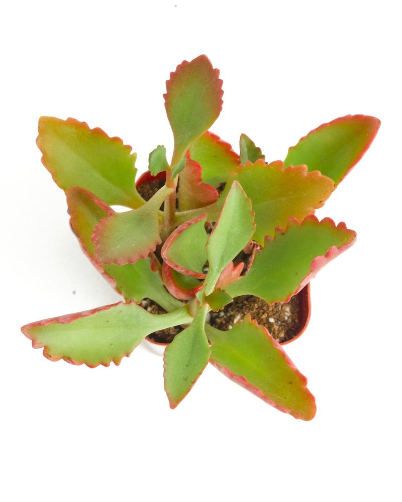 Tugelacliff kalanchoe 2in Standard OVERHEAD