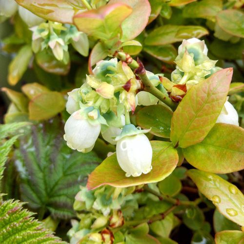 VACCINIUM JELLY BEAN BB crop