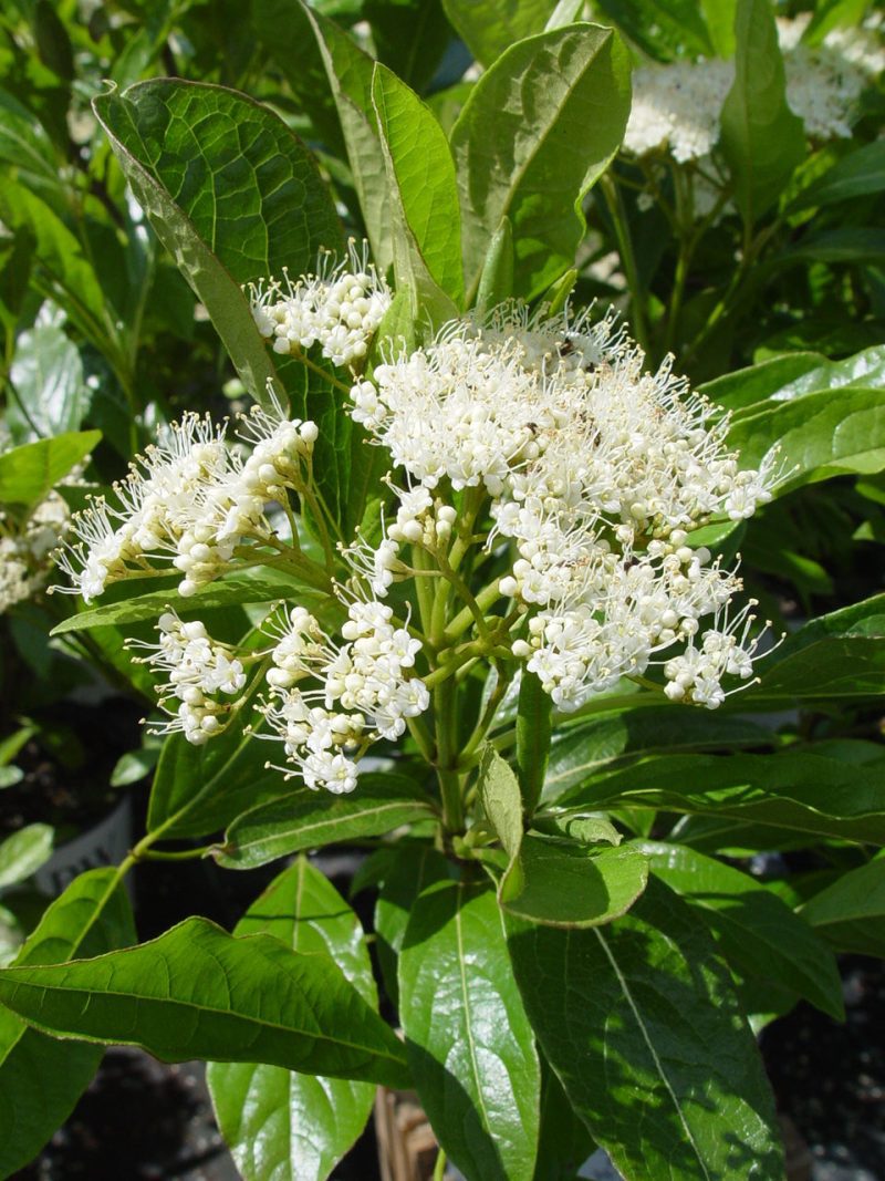 VIBURNUM BRANDYWINE PW