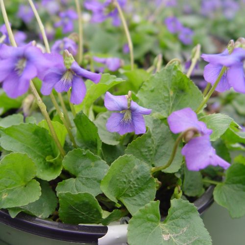 Viola Sororia1