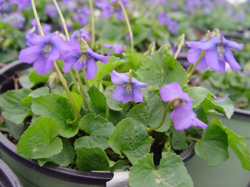 Viola Sororia1