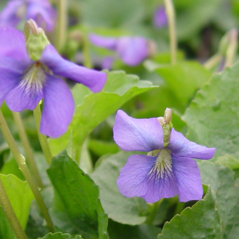 Viola Sororia1crop