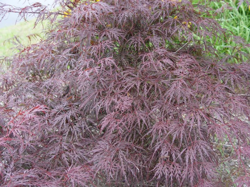 acer paldistamukeyama