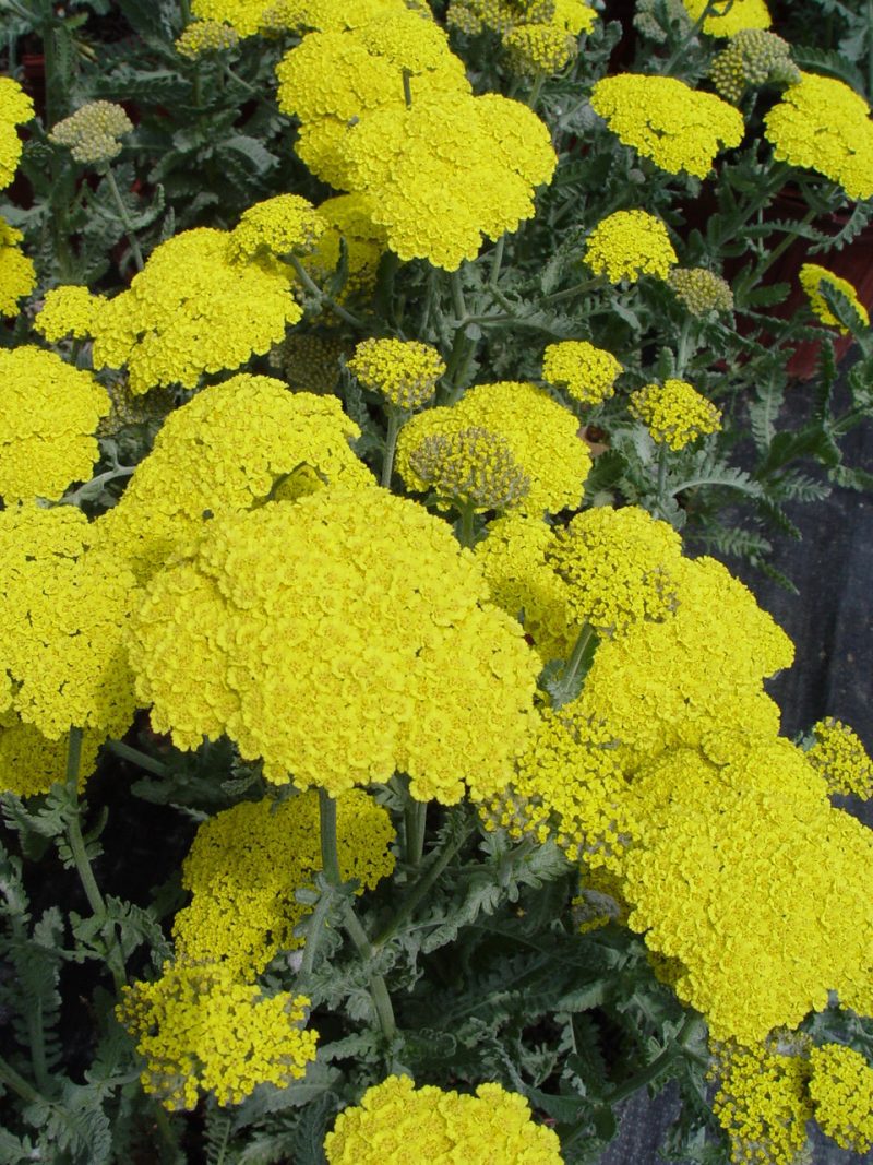 achillea Moonshine CloseUp