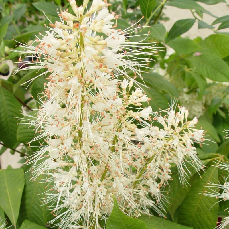 aesculus parviflora anne