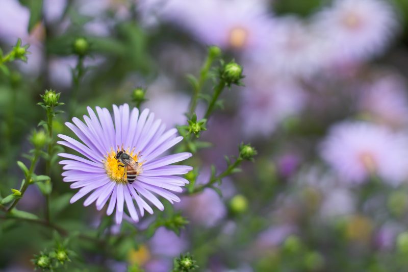 aster novae ang bee Cshutterstock 1