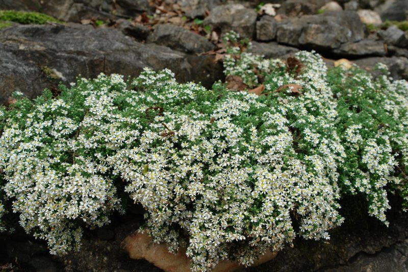 aster snow flurry Cnorthcreek89