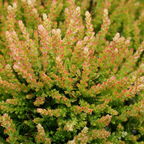 calluna Winter Chocolate Cbriggs