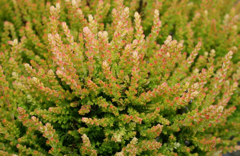 calluna Winter Chocolate Cbriggs