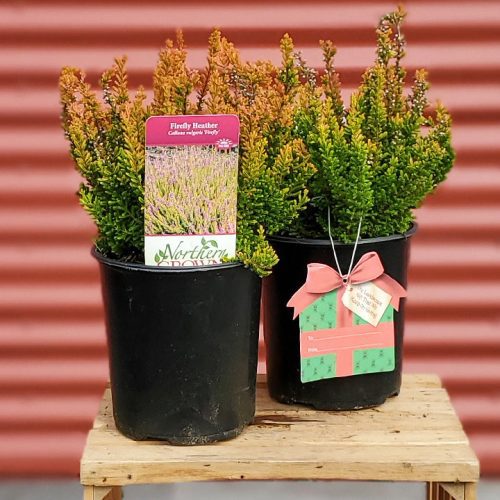 calluna vulgaris firefly crop