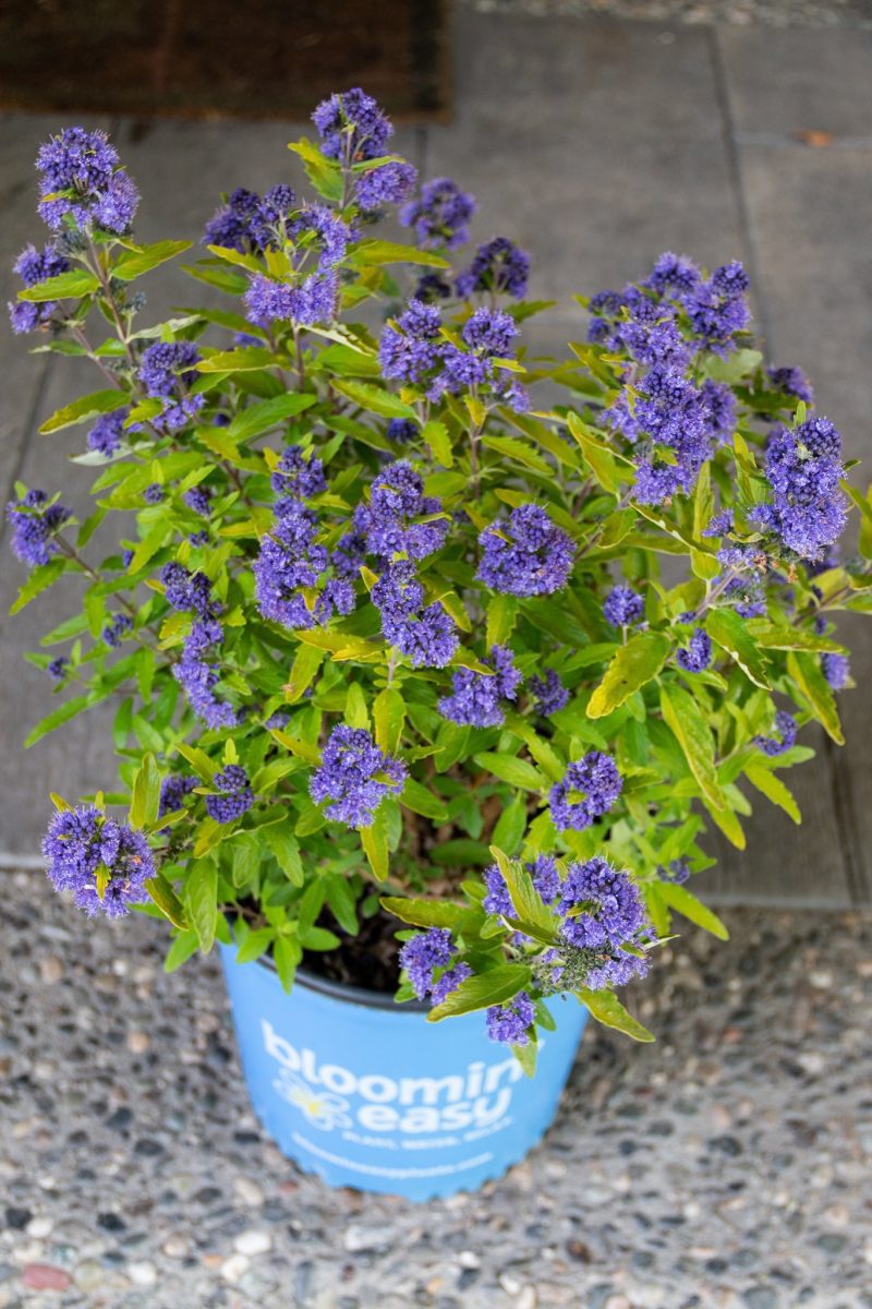 caryopteris beekeeper pot 01 Cbloomineasy