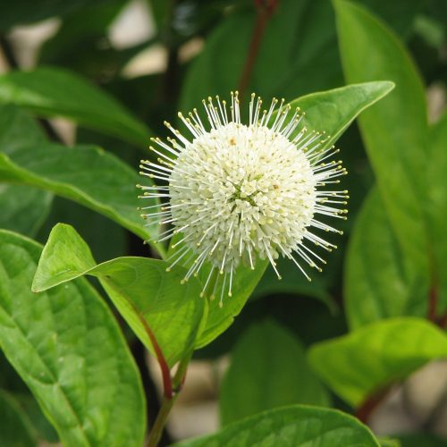 cephalanthus occidentalis Fiber optics Cbaileys293