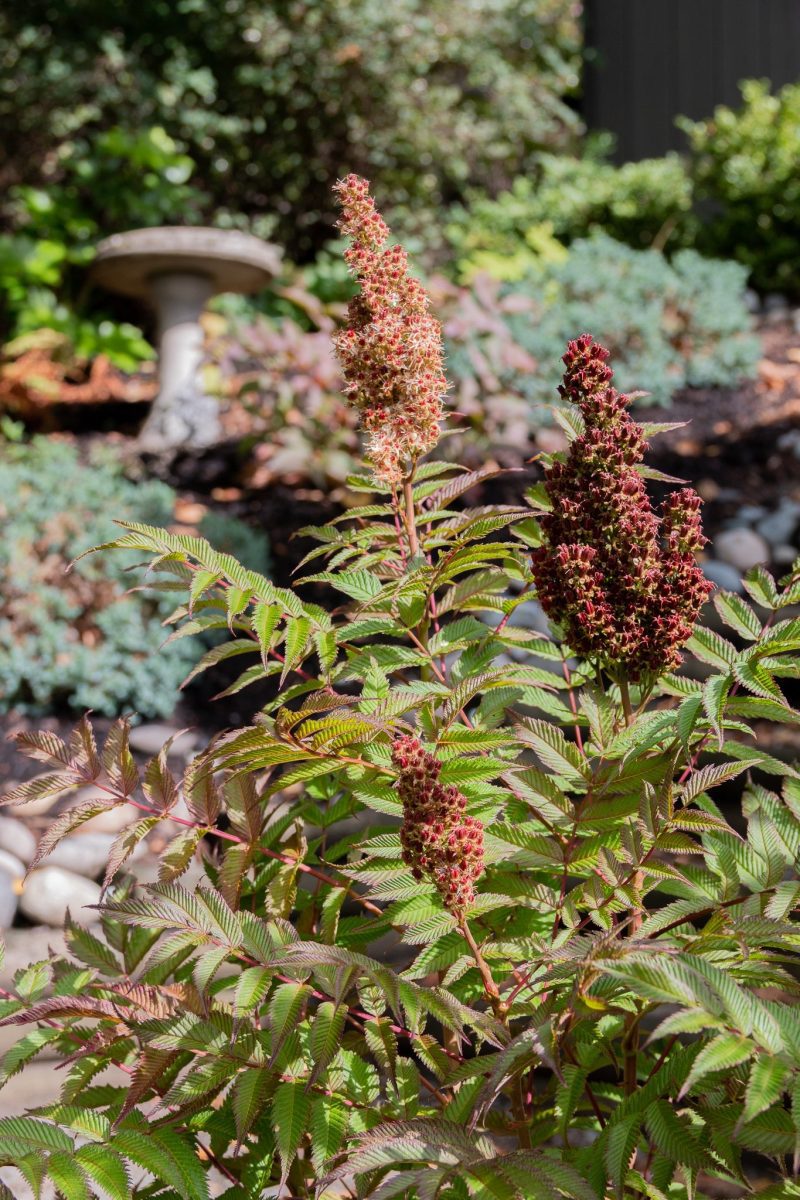 cherry on top sorbaria red seed pods Cbloomin easy