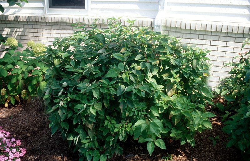 cornus amomum Cbailey