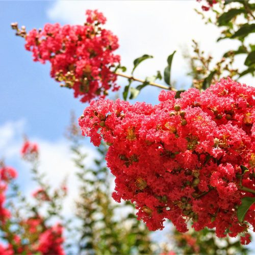 crepe myrtle