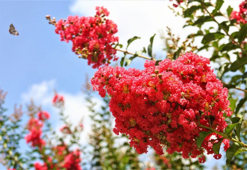 crepe myrtle