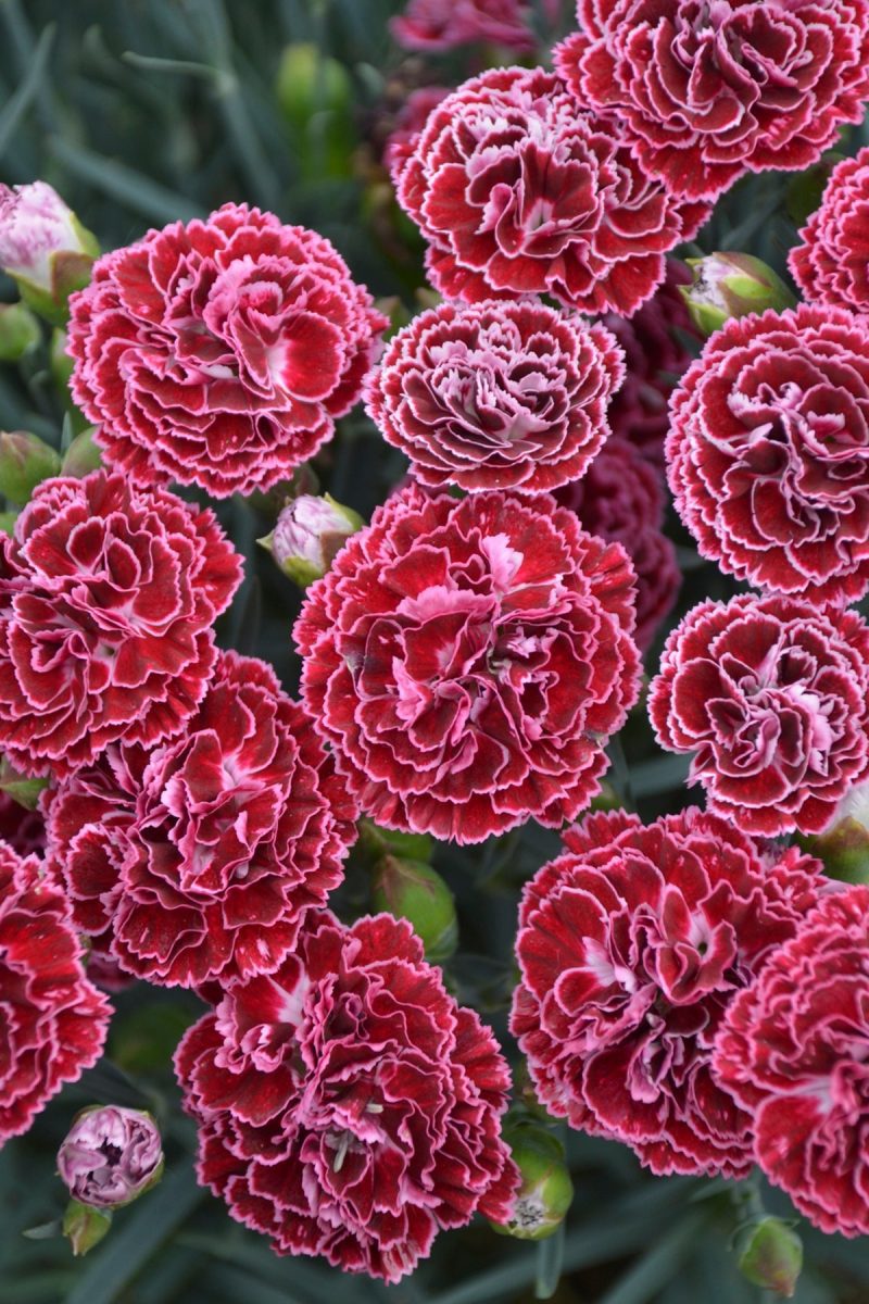 dianthus cherry vanilla 1 CPW