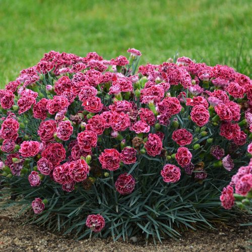 dianthus cherry vanilla 2 CPW