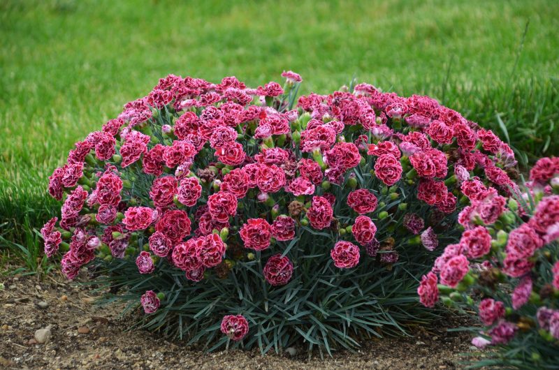 dianthus cherry vanilla 2 CPW