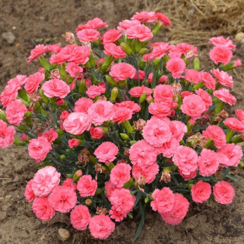 dianthus classic coral 2 CPW