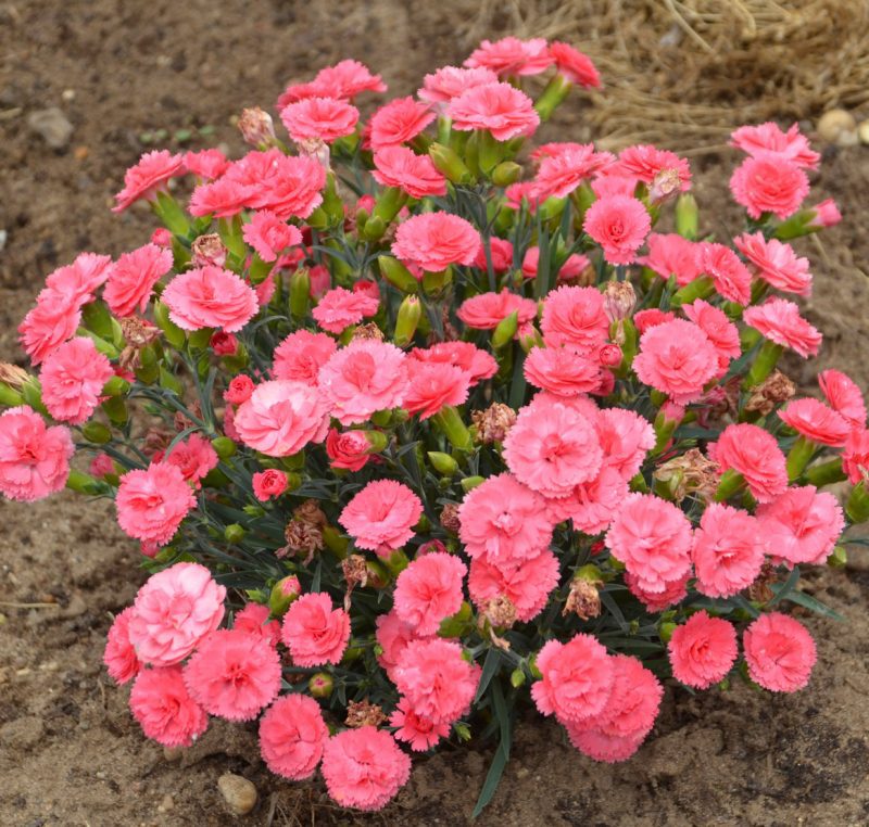 dianthus classic coral 2 CPW