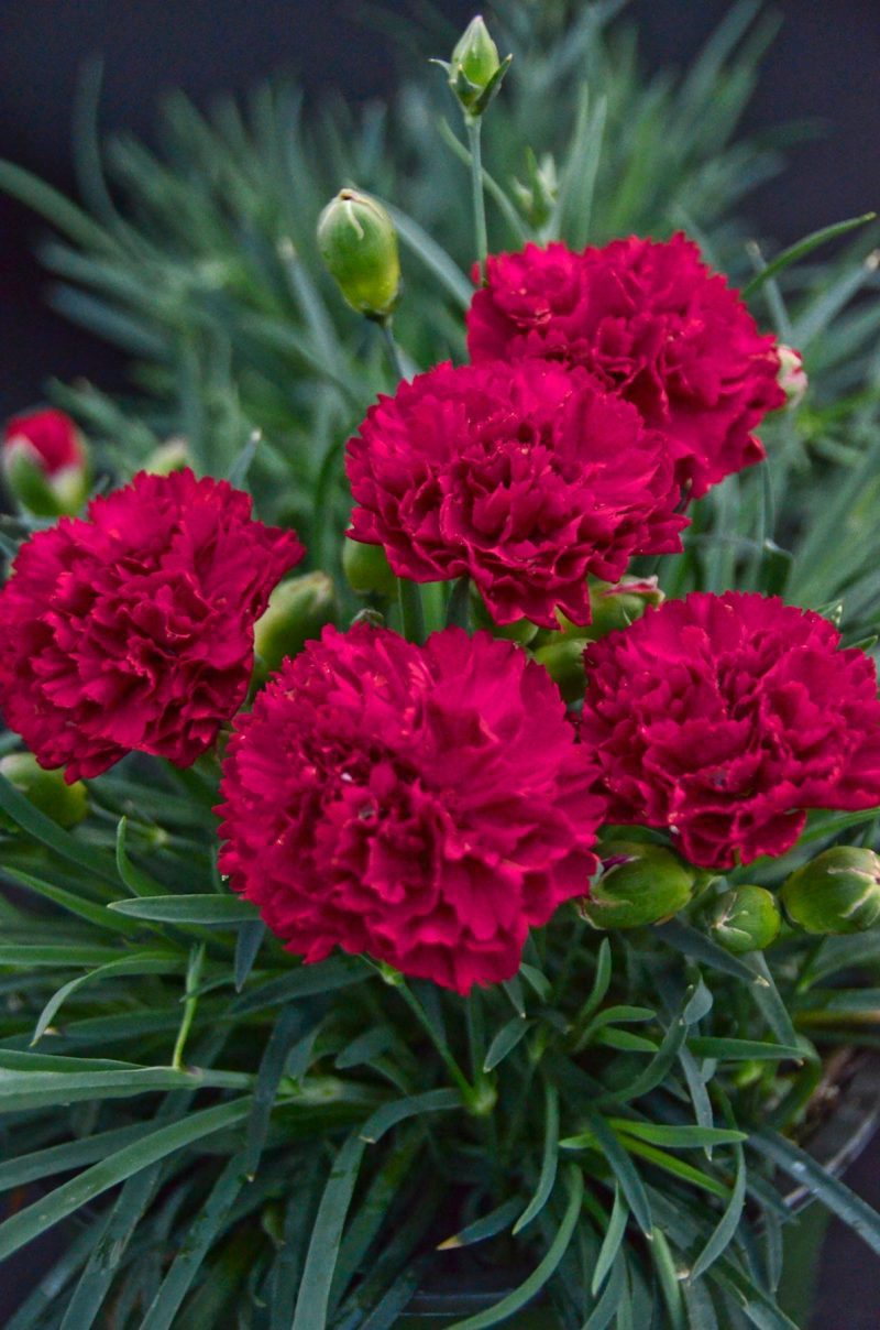 dianthus cranberry cocktail CPW