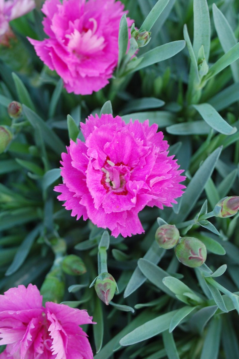 dianthus everlast orchid ars64