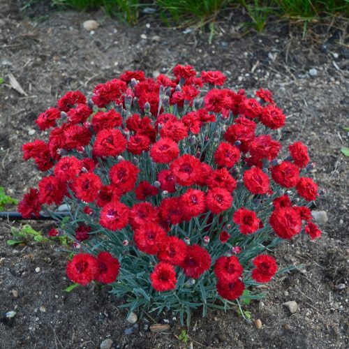 dianthus maraschino 1 CPW