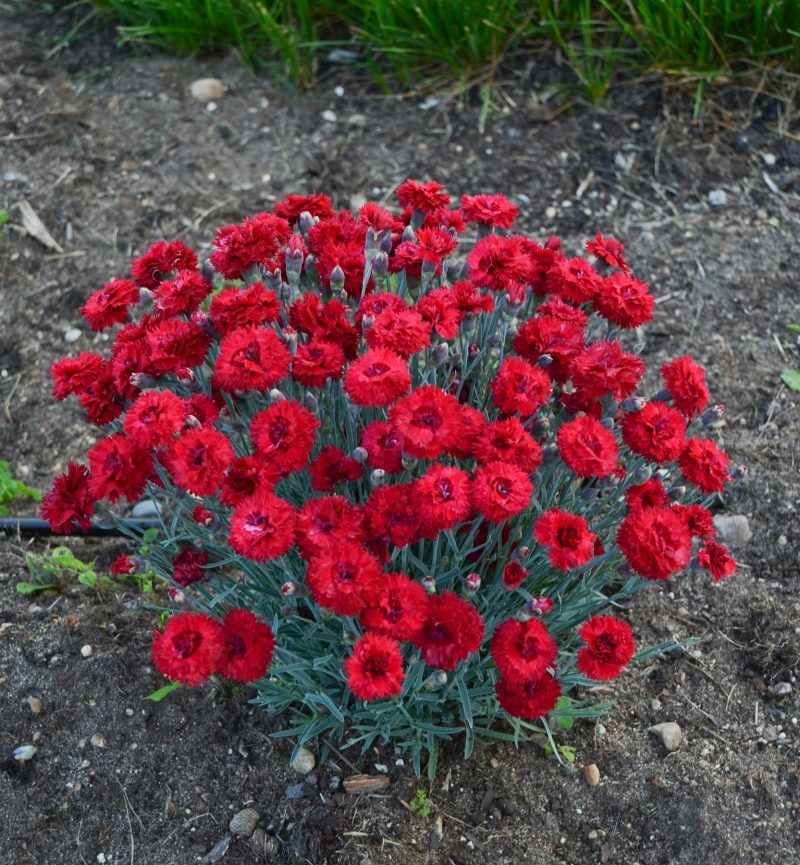 dianthus maraschino 1 CPW