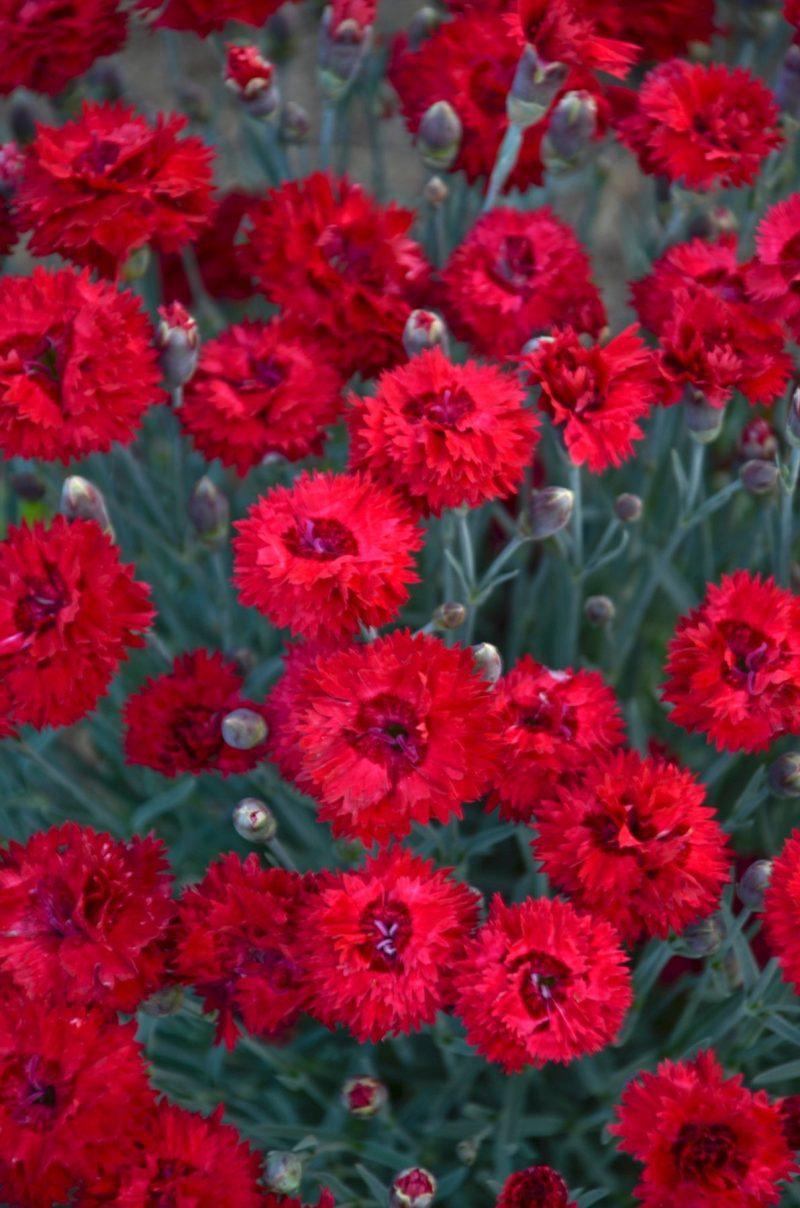 dianthus maraschino CPW