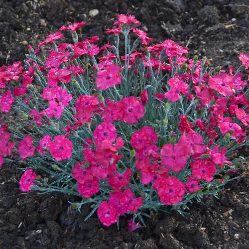 dianthus paint the town magenta 2 CPW