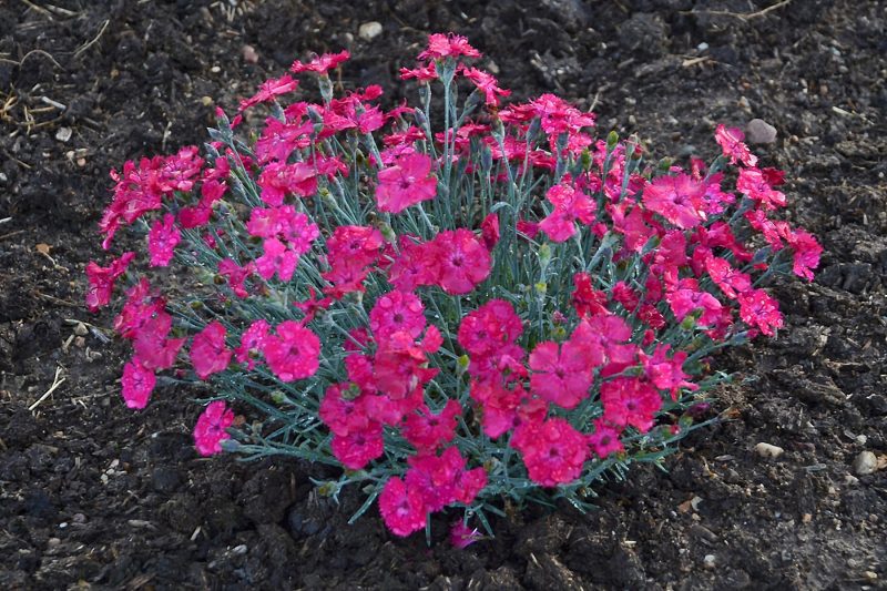 dianthus paint the town magenta 2 CPW