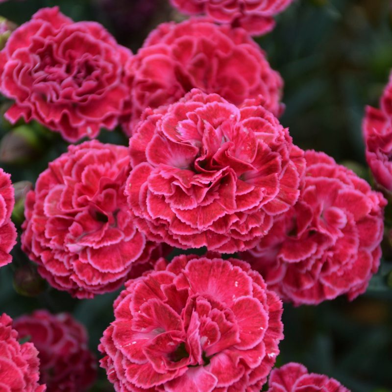 dianthus raspberry ruffles Cwalters