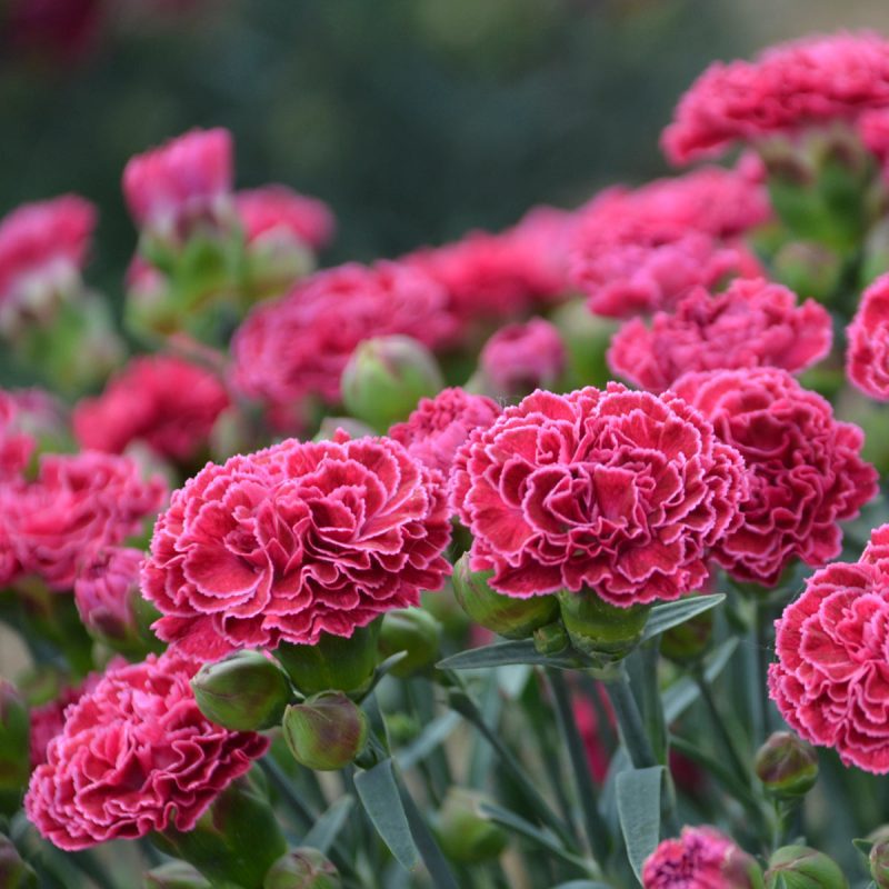 dianthus raspberry ruffles Cwalters32