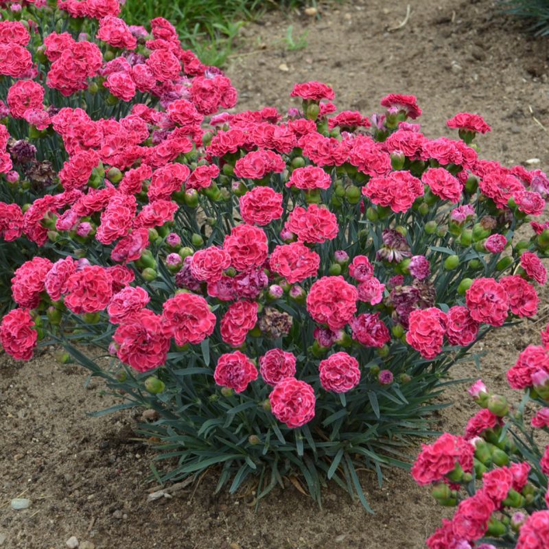 dianthus raspberry ruffles Cwalters45