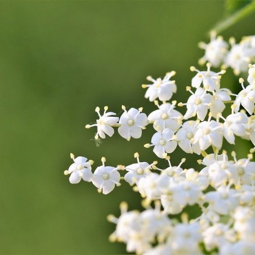 elder flower 3378131 960 720