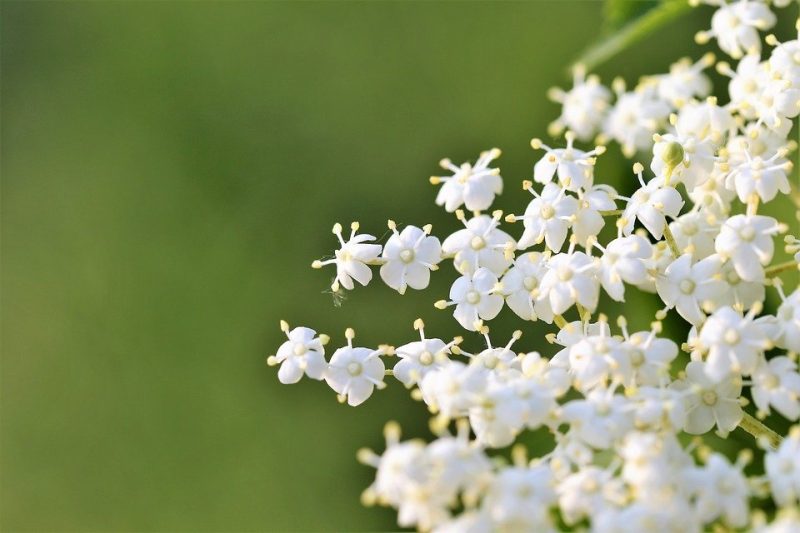 elder flower 3378131 960 720