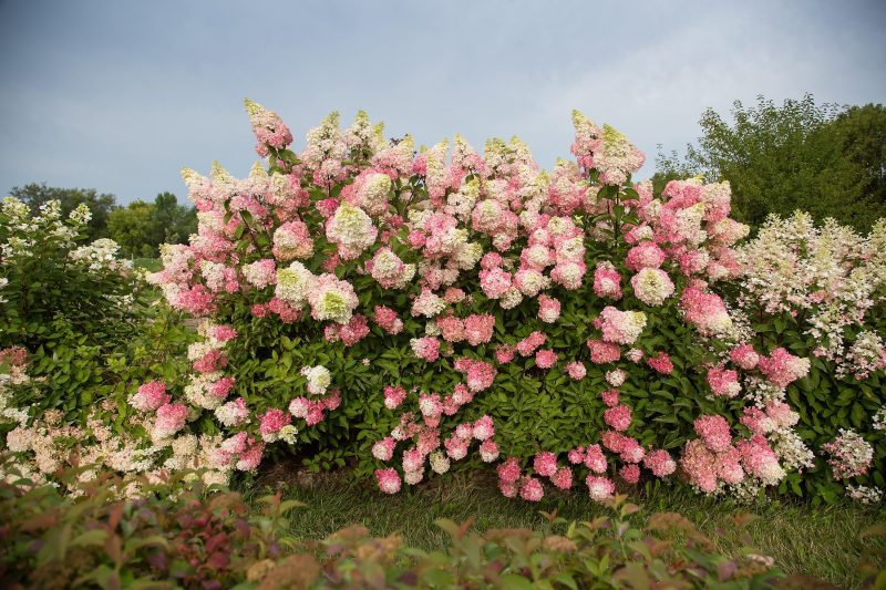 hydrangea berry white Cbailey