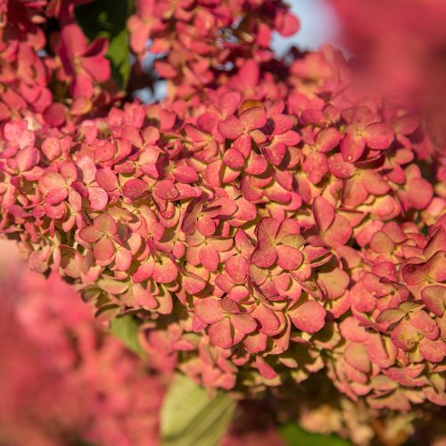 hydrangea berry white Cbailey3