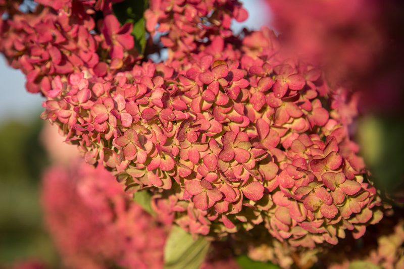 hydrangea berry white Cbailey3