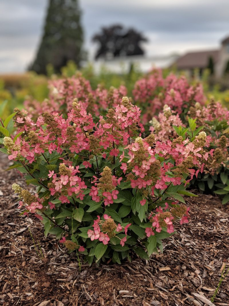 hydrangea flare vanbelle044