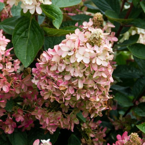 hydrangea flare vanbelle081