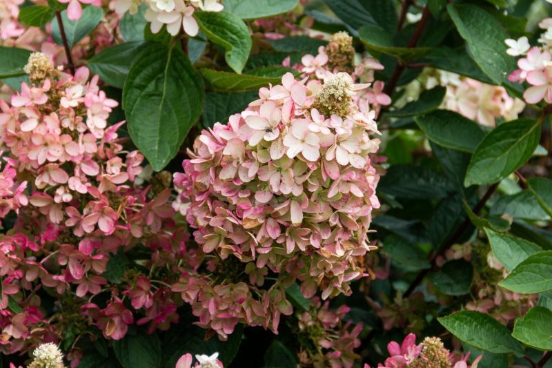 hydrangea flare vanbelle081