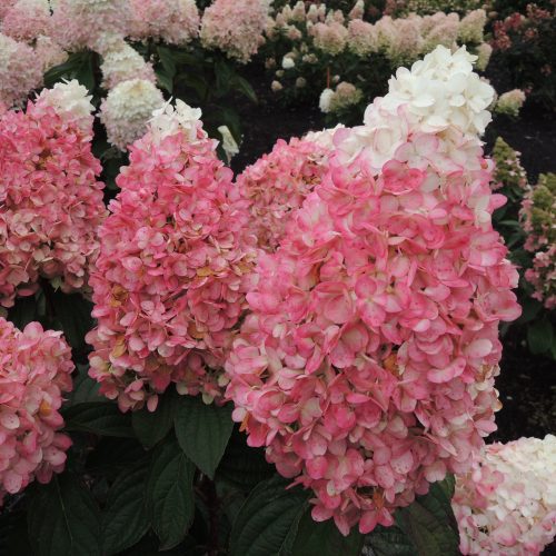 hydrangea ruby snow Cplantsnouv