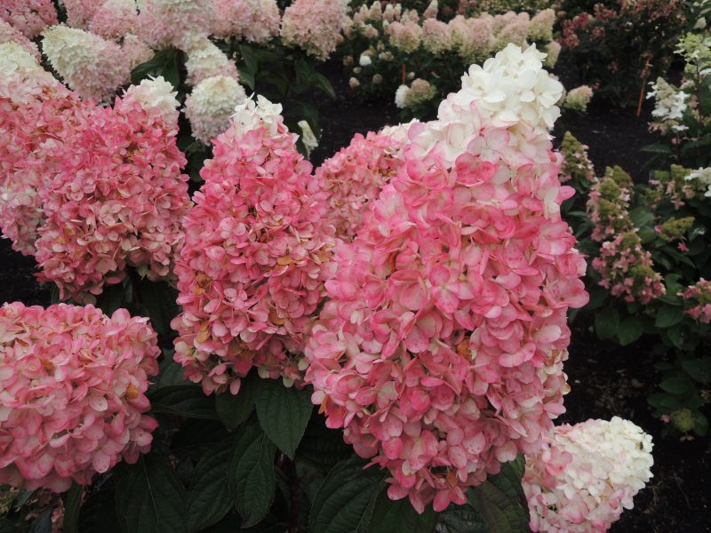 hydrangea ruby snow Cplantsnouv