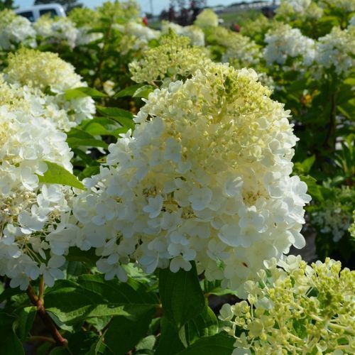 hydrangea ruby snow Cplantsnouv45